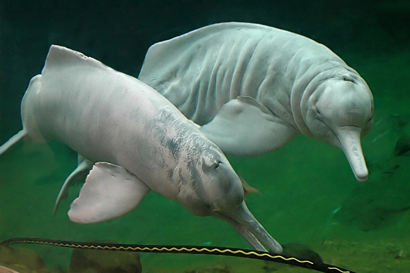 амазонский дельфин фото